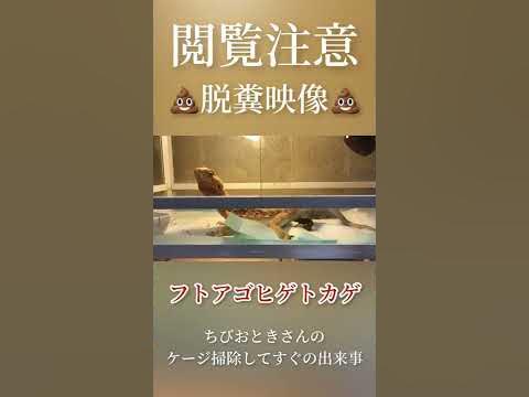 フトアゴヒゲトカゲのうんち!! - Hq2