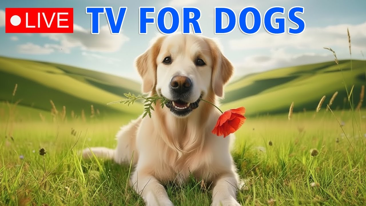 🔴24 Hours of Dog TV🎵🐶Calming Dog Music for Sleep🐾🩷Soothing Music to Ease Dog Anxiety and Stress