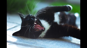 Funny Cats Scared - Cats vs Cucumbers Compilation 2019!