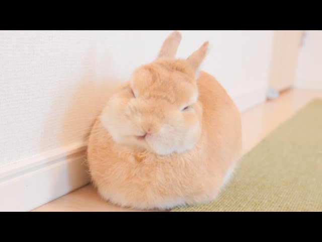 I left a camera and took a picture of him while I was away, and he