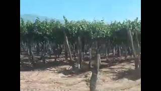Viñedos en La Rioja - Argentina