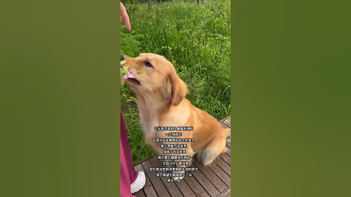 養狗是唯壹壹種，金錢能夠買到的愛#dog #pets #love #shorts - 天天要聞