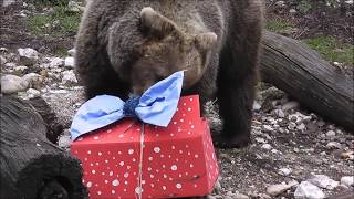 Animals opening Christmas gifts