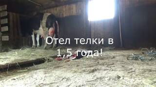 Отел телки в 1,5 года! Отел телки в 1,5 года!