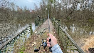 Swamp Fishing for ANYTHING That Bites!