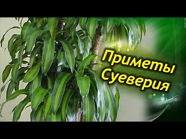 Приметы и суеверия о ДРАЦЕНЕ.  Зачем держать драцену дома.