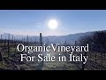 Vineyard For Sale in Italy.