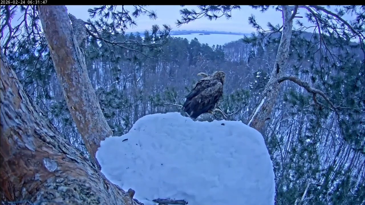 24.02.2026 Камычи. Оба дружно сидят на ветке.