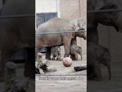Pasgeboren olifantjes Artis 🐘