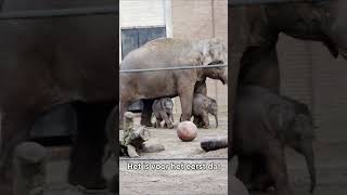 Download Lagu Pasgeboren olifantjes Artis 🐘 MP3