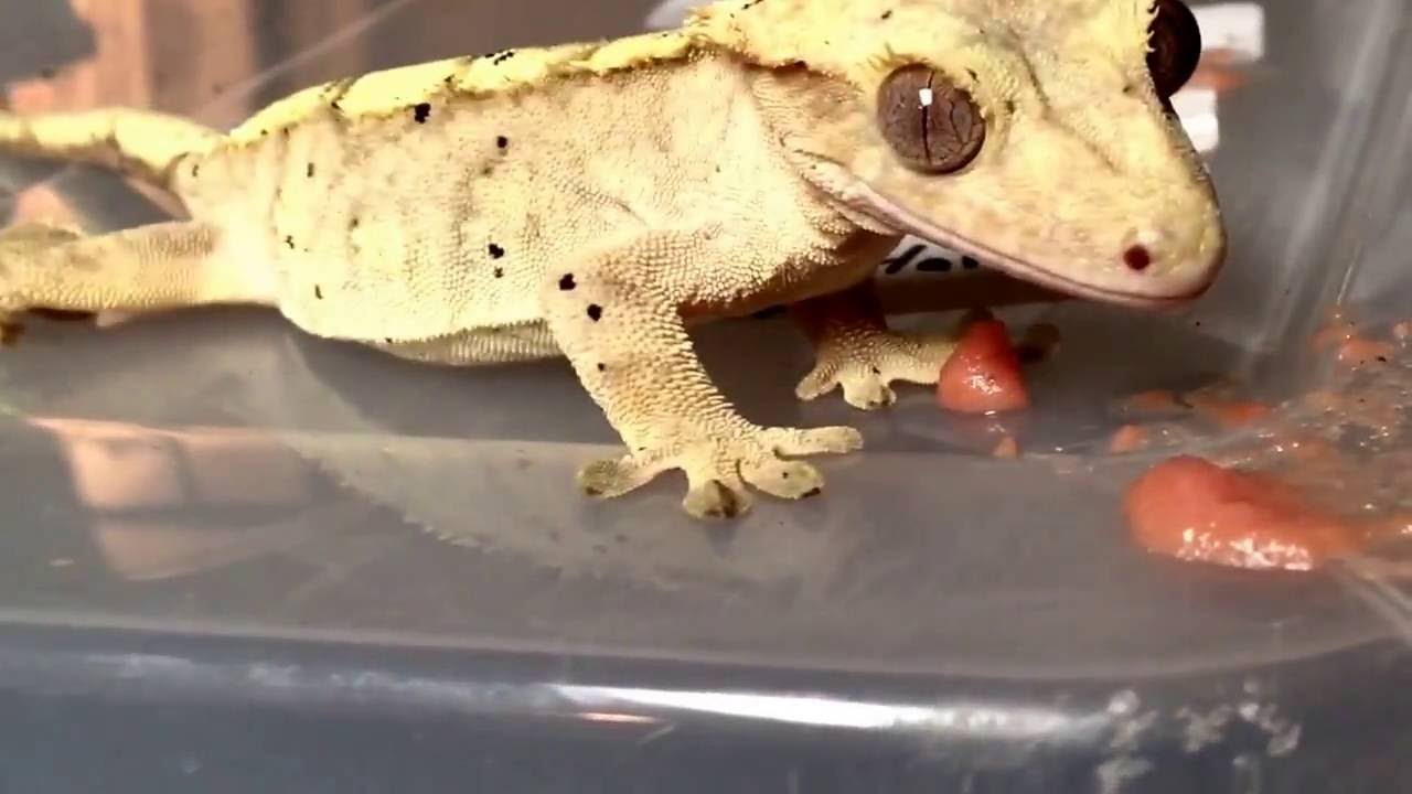 fish eat fish Toad care