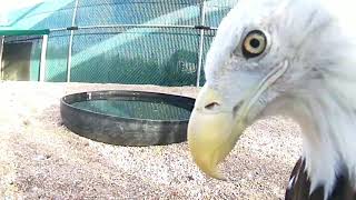 Videos – Raptor Education Foundation