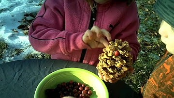 How To Make A Pinecone Bird Feeder