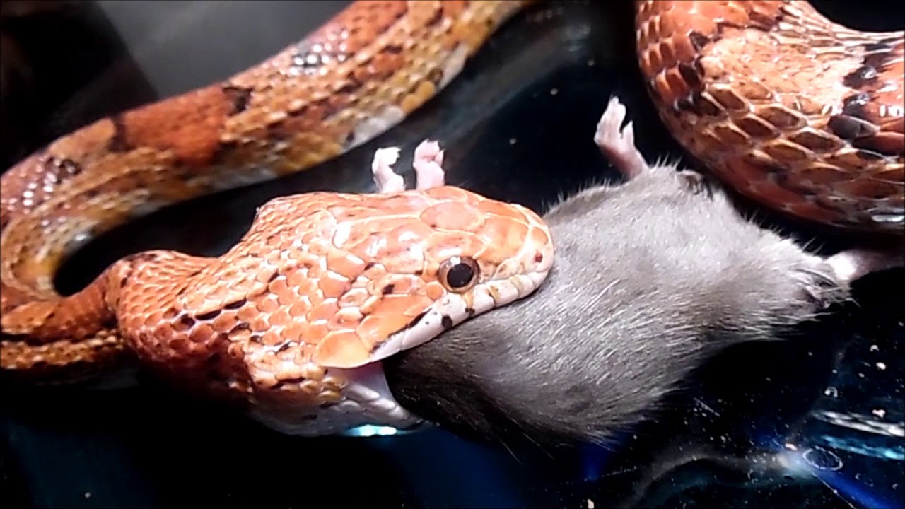 Сон змея ест. Гремучая змея ест мышь. Змея маленькая ест мышь. Змеи поедающие друг друга. Змеи которые едят рыбу домашние.