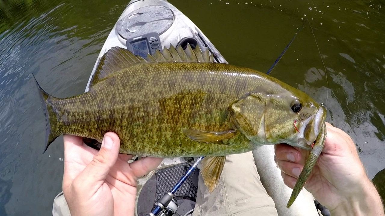 Wacky rig for smallmouth bass Clearance