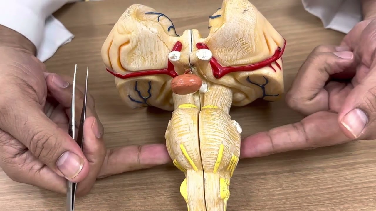 Brainstem (practical 2)