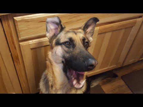 Dogs Try Wasabi