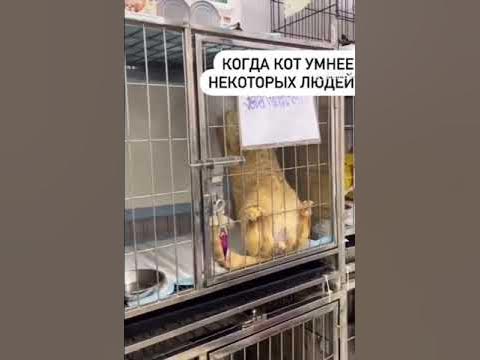 #кот #акробат #вмиреживотных #shorts - YouTube