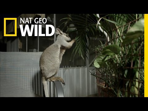 Video: Kan wallabies være kæledyr?