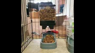 DIY Dog Feeder - Servo + NodeMCU