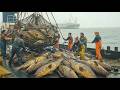 Monsters of the Deep Reef: Catching Giant Groupers at 1000 Feet