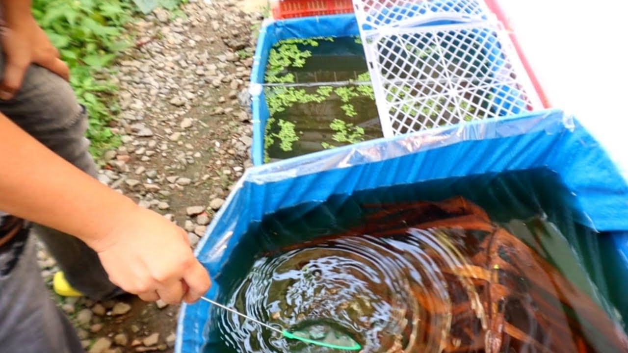 kontrobersyal na Sikreto kung bakit di nagamit ng Grow out sa pagpapalaki ng Betta fry😱