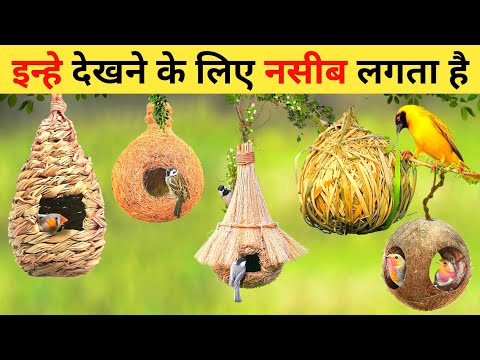 वीडियो: कौन सा जानवर घोंसला बनाता है