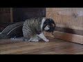 Jitterbug the Brazilian Short Hair Cat Doesn't Like His Costume の動画、YouTube動画。