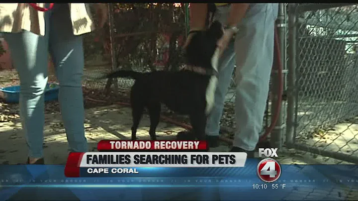 search for pets after tornado
