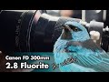 Canon FD 300mm 2.8 fluorite for wildlife on mirrorless