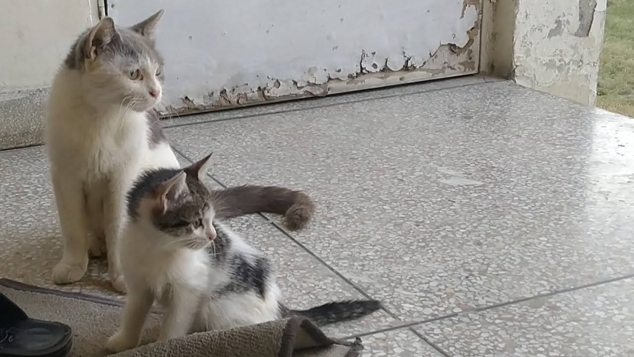 Mother Cat Weaning Her Kittens But Kittens Are Not Giving Up YouTube