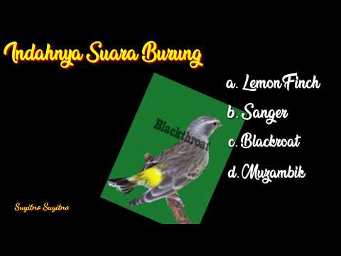 Indahnya Suara Burung Lemon Finch Sanger Blackroat Mozambik