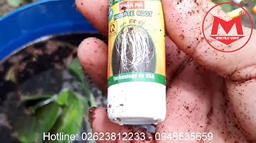 Hướng dẫn ươm tiêu srilanka hiệu quả - Minh Phát Đắk Lắk