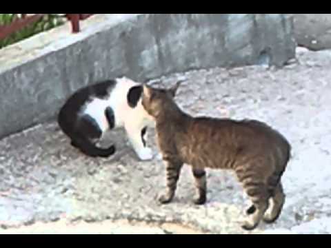 Video: Dve Mački Iz Istega Gospodinjstva Imata Guinnessove Rekorde