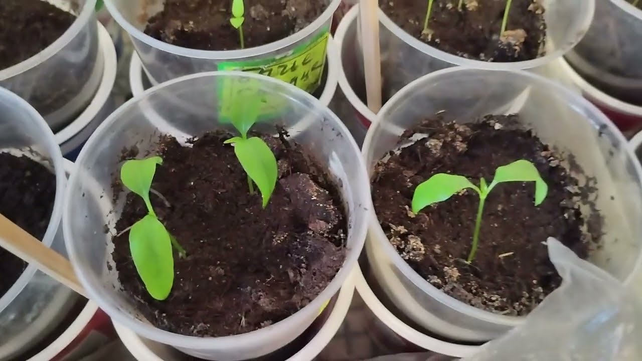 Первые всходы перцев, баклажан