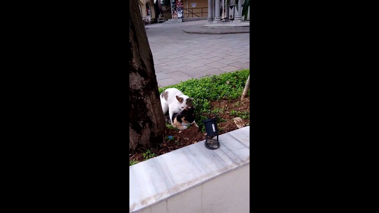 Sex of cats - YouTube