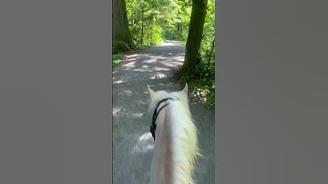 Trot to walk transition on horse riding trail