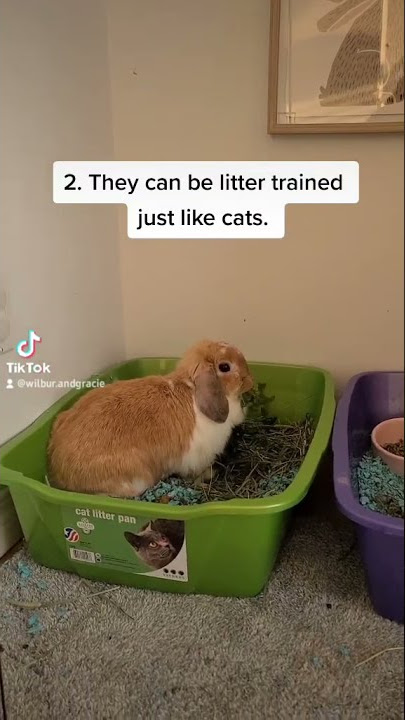 Download lagu 5 things I have learned since getting rabbits #rabbit #bunny