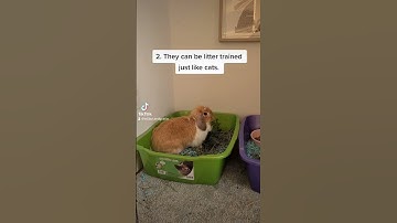 5 things I have learned since getting rabbits #rabbit #bunny