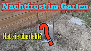 Nachtfrost im Garten - Hat meine Tomatenpflanze überlebt?