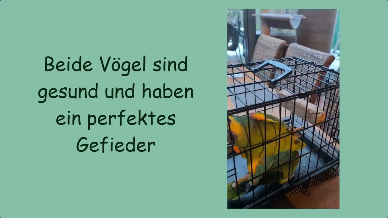 Blaustirnamazonen-Training