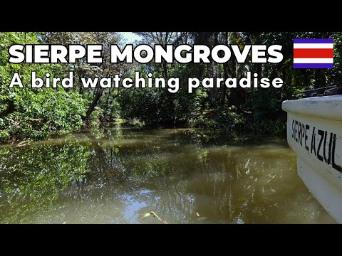 Sierpe Mangrove Tour - The Amazing Wildlife of Costa Rica