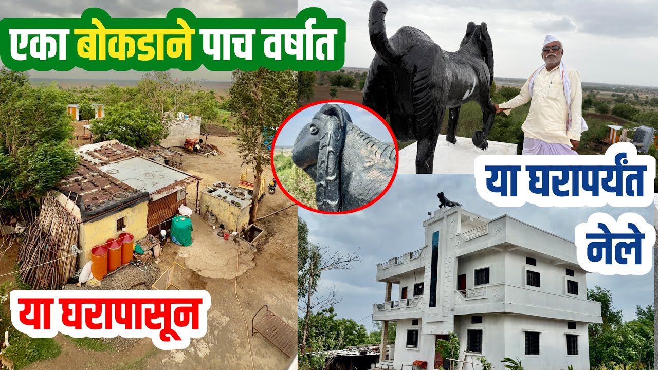 sheli palan in maharashtra | bital sheli palan | बिटल शेळीपालन महाराष्ट्र |