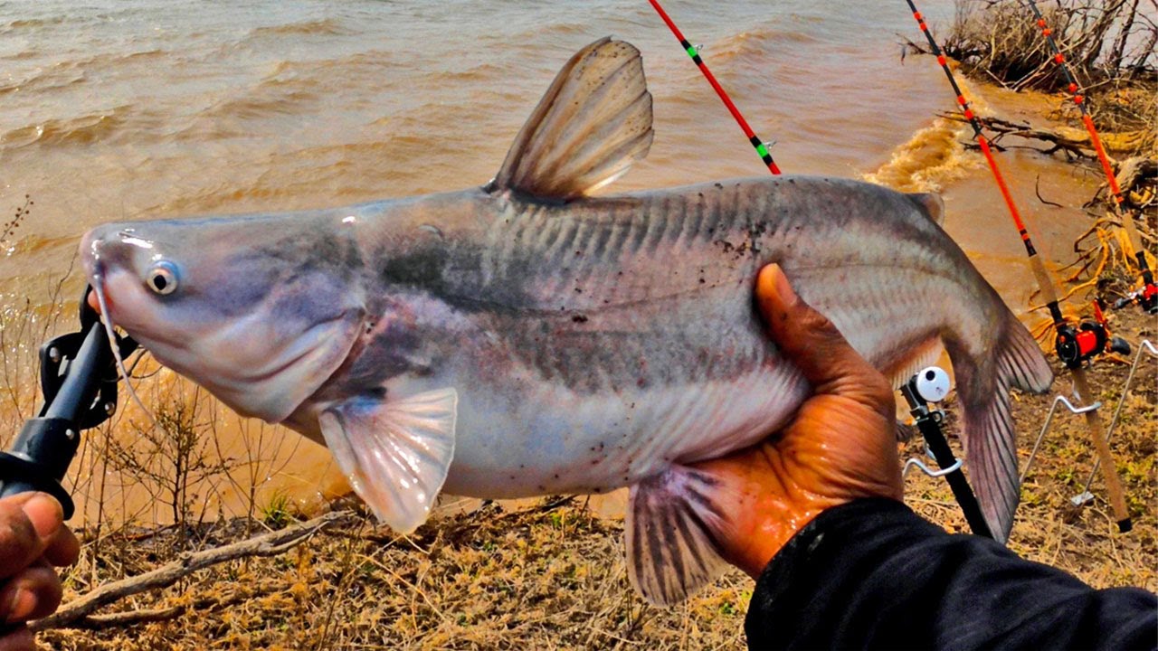 BIG BAITS & Shallow Water Blue Catfish! (Spring Catfishing) 