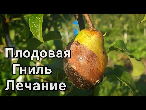 Груши гниют на дереве.Плодовая гниль. Монилиоз груши.Лечение