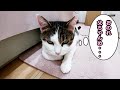 寄生虫(回虫)が出てきてしまった猫メイのその後