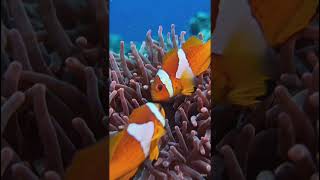 Beautiful fish #facts #shortsviral #animals #fish #gkvideos #wildlife #fishtank #yt shorts #shorts