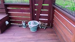 那須の森猫rienチャンネル Youtube