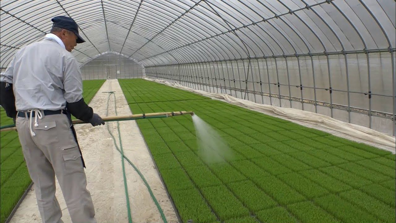 まもなく田植えシーズン 稲の苗作り進む 岡山 新見市 Youtube