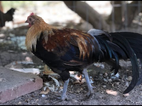 Raising and grounding chickens